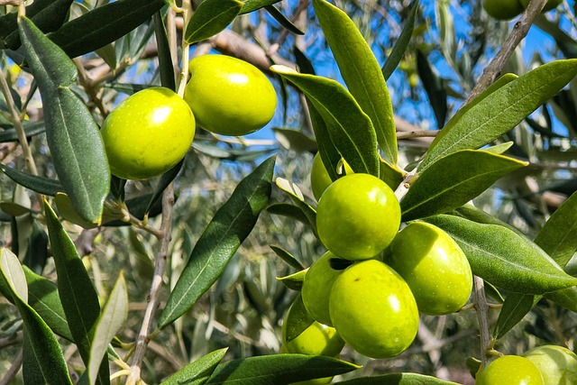 לא רק תיבול – כשבחירה נכונה משדרגת את הבריאות, המטבח והסביבה